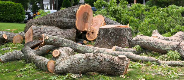 How Our Tree Care Process Works  in  Perryville, MD