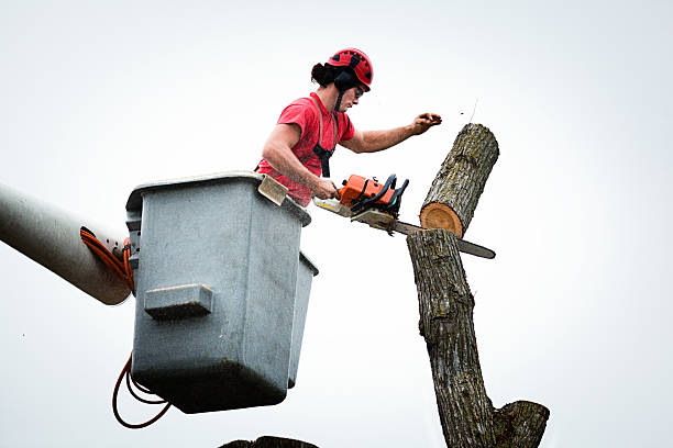 Seasonal Cleanup in Perryville, MD