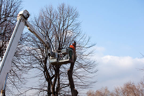 Best Tree Trimming and Pruning  in Perryville, MD